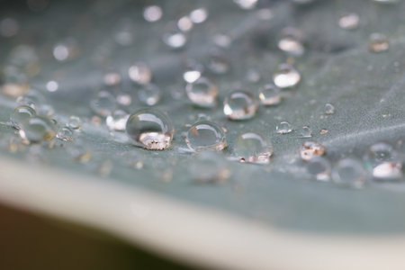 Water drops on leaf in nature backgroundの写真素材