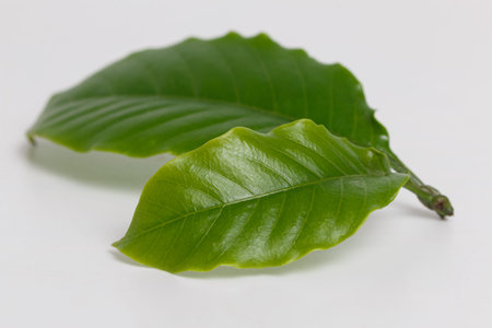 Fresh green coffee leaves on a white background