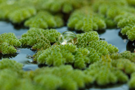 Water drop on Green Azolla microphylla Used  an ingredient in animal feed  or as compost,close up