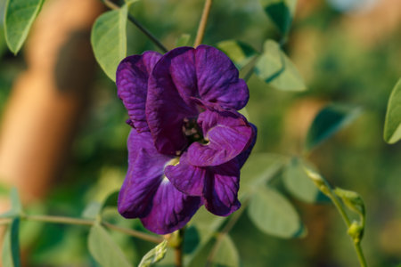 Close up of Butterfly pea flower on nature background