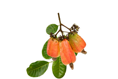 Cashews fruit ripe with green leaf on isolated white background.の写真素材