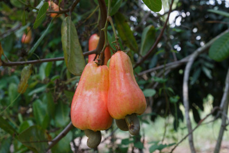 Cashews  fruit with ripe on tree in garden outdoor of area agriculture.の写真素材
