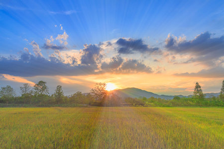 Rice fields with the light of the sunbeam and sky is cloud in the background