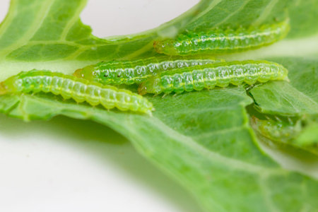 Caterpillars that eat green vegetable leaves for food