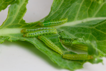 Caterpillars that eat green vegetable leaves for foodの写真素材