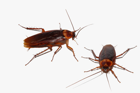 Brown cockroach with isolated on a white background
