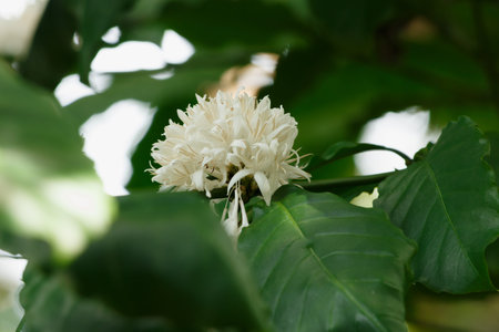Green leaf with white flower on a nature backgroundの写真素材