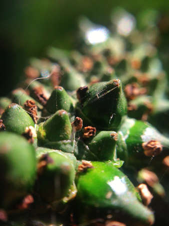 A closer look to the spandix of an anthurium.の素材