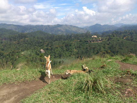 Stray dogs on the grassy hillの写真素材