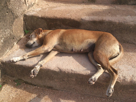 Dog sleeping on a stairsの写真素材
