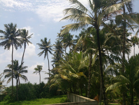 View of coconut treesの写真素材