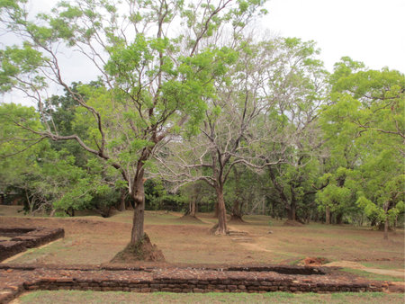 View of trees in a parkの写真素材