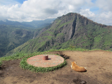 Stray dogs at the top of mountainの写真素材