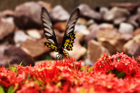 Butterfly on Red Flower and Stone の写真素材