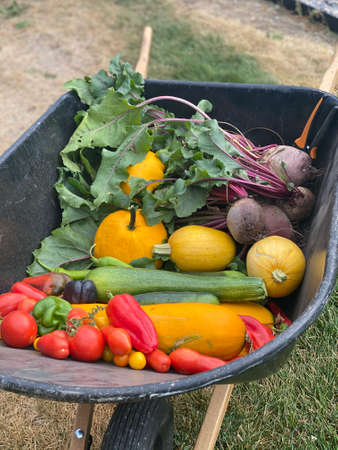 Garden Bounty Harvest in Wheelbarrowの写真素材