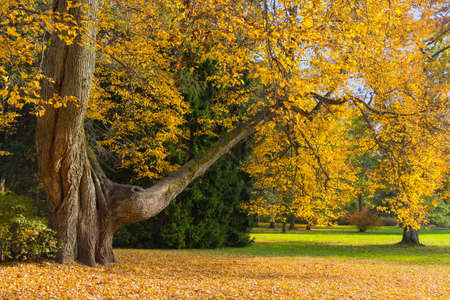Old trunk of the linden is in focus and its crown is out of focus, just filling the picture with a nice sunny mood. Fallen yellow leaves create a golden carpet around the treeの写真素材