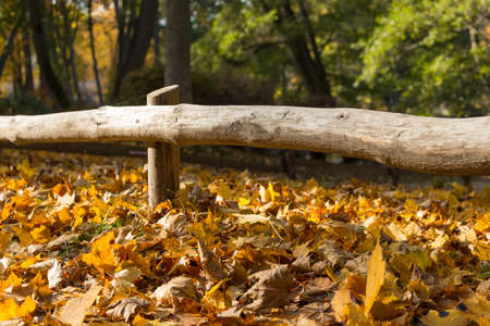 Golden autumn leaves cover the ground with a sunlit yellow carpet under a wooden fence in a parkの写真素材
