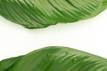 Green leaves with water drop isolated on white background