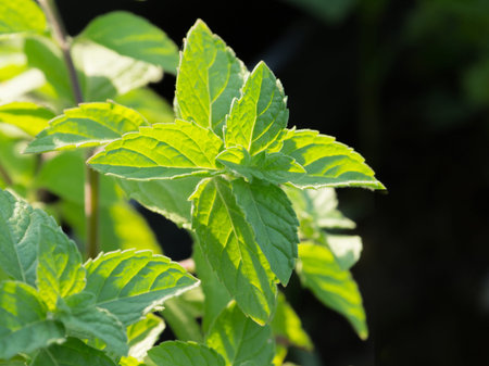 Fresh growing peppermint leaves at herb and vegetable garden.