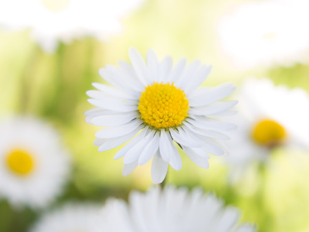 Daisy flowersの写真素材