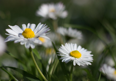 Daisy is first day of springの写真素材