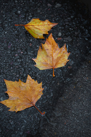 Feel the thrill of autumn embrace as we plunge into a sea of vibrant leaves, ready to uncover the...