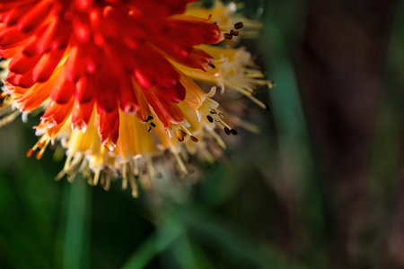 Close-up top-down view of a red hot poker flower showing red and yellow tubular petals and dark...