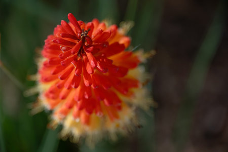 Close-up of a red hot poker flower showing tubular petals transitioning from red to yellow with...