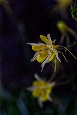 Close-up of a single yellow and white columbine flower with extended stamens against a dark background.の写真素材