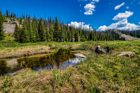 Sunlight pours over a sparkling creek winding through an alpine meadow in the high wilderness of...