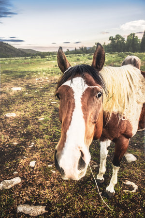 A curious paint horse approaches the camera in the early light, its expressive eyes framed by the wide Wyoming landscape.の写真素材