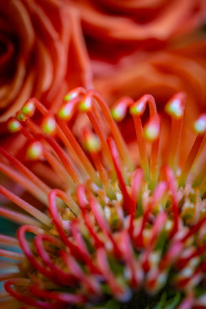 Vibrant macro of orange-red floral forms with dynamic texture and radiant color, blending warmth and...