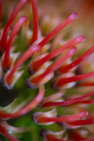 A close-up macro study of a pincushion protea (Leucospermum cordifolium) revealing the delicate...