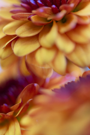 Macro view of chrysanthemum petals in warm yellow and burgundy tones with soft focus, evoking harmony, depth, and the radiant glow of autumn.の写真素材
