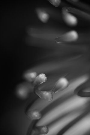 A fine art black-and-white macro photograph of a pincushion protea (Leucospermum cordifolium), exploring the sensual rhythm of its curved filaments and the interplay of light, form, and shadow in minimalist abstraction.の写真素材
