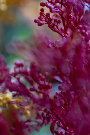 Macro view of magenta flower clusters with gentle focus and warm autumn tones creating a sense of...