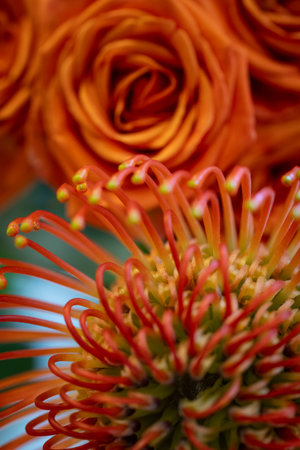 Macro composition featuring a vivid orange pincushion protea and soft orange roses, highlighting the interplay of texture, structure, and color with radiant warmth.の写真素材