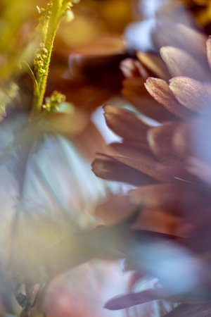 Soft macro of golden and lavender petals blending through gentle light and muted tones, creating a tranquil and harmonious autumn impression.の写真素材