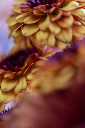 Keywords

autumn, fall colors, floral, macro, close up, chrysanthemum, yellow, gold, burgundy, warm tones, soft focus, fine art, decorative, botanical, texture, petals, harmony, dreamy, organic, nature inspired, background, gentle light, atmospheric, contemporary, creative, expressive, delicate, beauty, elegant, emotional, design element, natural form, artistic, tranquil, modern, moody, seasonal, abstract, soft gradient, color contrast, harmony, bloom, aesthetic, serenity

???

? Title

Fall Floral Abstract Series  Golden Chrysanthemum Petals in Autumn Light

???

? Description

Macro of golden chrysanthemum petals with hints of burgundy and soft focus, capturing warmth, texture, and the gentle radiance of autumn color.の写真素材