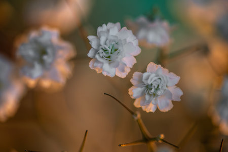 Soft white blossoms glow in warm light, their delicate petals unfolding like quiet whispers...