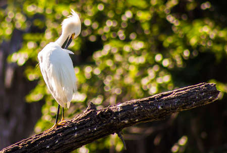 Snowy Egretの写真素材