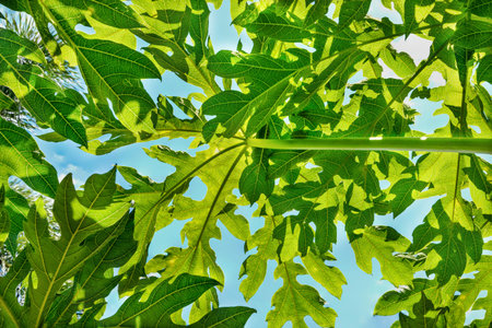 Green leaves background, from below to sky through papaya leaves.