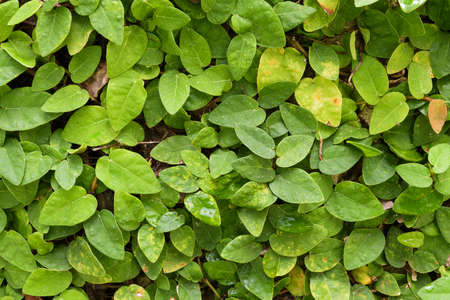 Creeping Fig as wallpaper, nature background, closeupの写真素材