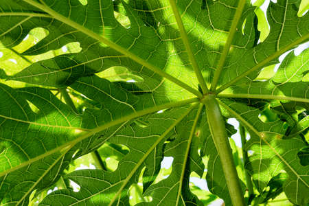 Green leaves background, papaya leaves, closeupの写真素材