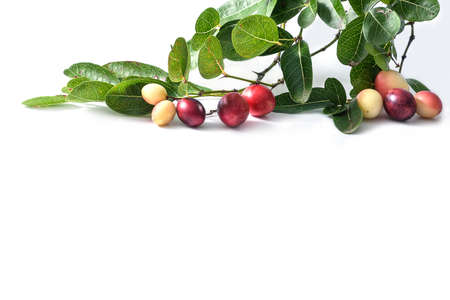 Branches of karonda or carunda leaves and karonda or carunda fruits isolated on white backgroundの写真素材