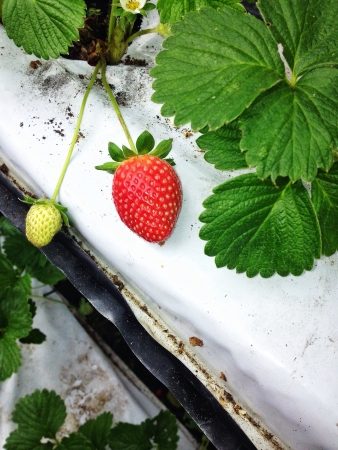Strawberry Jr.の素材