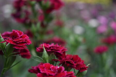 Walk through the gardenの写真素材