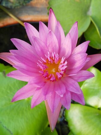 A Beautiful Young Womanの写真素材