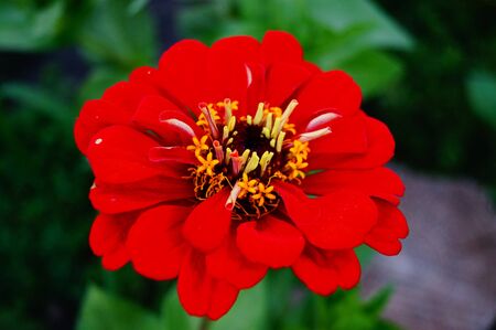 Beautiful flower in the gardenの写真素材