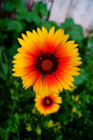 Beautiful flower in the gardenの写真素材